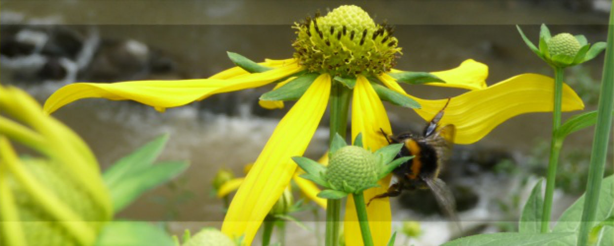 Bild mit Blume und Hummel